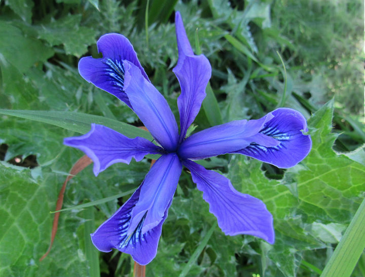 Douglas Iris